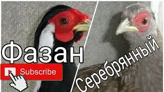 Серебряный фазан