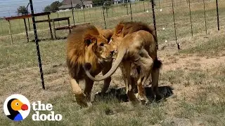 Two Brothers Rescued From The Circus Touch Grass For The First Time | The Dodo