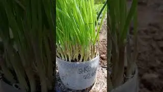 ОЧЕНЬ ВЫГОДНО ВЫРАЩИВАТЬ ЛУК ИЗ СЕМЯН !!!