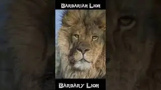 Real Barbary lion ???? - BARBARIAN LION - #barbarylion #shorts #youtubeshorts