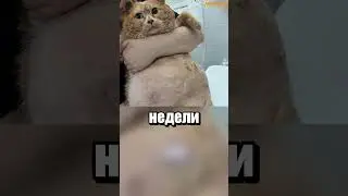 Худеющий кот по кличке Крошик