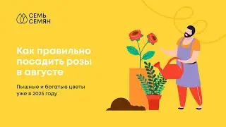 Как правильно посадить розы в августе. Пышные и богатые цветы уже в 2025 году