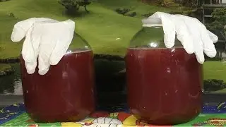 Мой опыт приготовления вина из калины