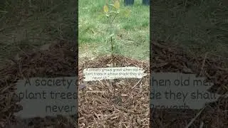 Today I planted trees 