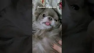 Филимоша. Вечерние ласки.