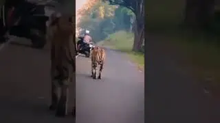 Men Face Tiger Face 2 Face In India 👹 