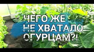 🥒🥒ЧЕГО ЖЕ НЕ ХВАТАЛО ОГУРЦАМ?! КАЛЬЦИЙ-МАГНИЕВАЯ ПОДКОРМКА ПРИ ХЛОРОЗЕ