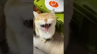 NGUAP DULU MENG BARU NGOMONG 😂😂😂 