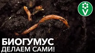 КАК СДЕЛАТЬ БИОГУМУС (ВЕРМИКОМПОСТ) СВОИМИ РУКАМИ? Как приманить червей на свой участок?
