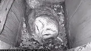 Midnight Mouse Delivery Swallowed Whole By Female Barred Owl – March 19, 2021