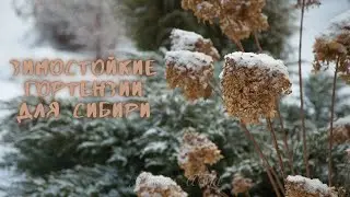 Зимостойкие гортензии для сибири.😍🌼🌺