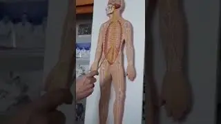 Shoxrux xolboev anatomiya