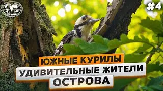 Удивительная ель, горлица и дятлы | @Русское географическое общество