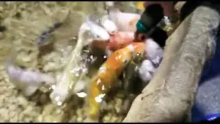 кормление корпов с сосочки