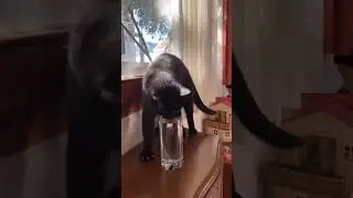 Cat that Worships Water