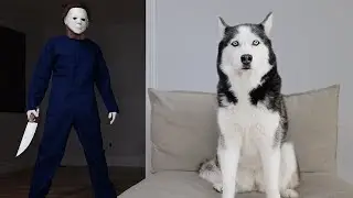 Husky Pranked By Michael Meyers!