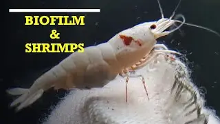 Biofilm and Shrimps Breeding