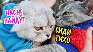 ПРЯЧЕМ КОТОВ НА УЛИЦЕ! ПРЯТКИ С КОТАМИ НА ДАЧЕ