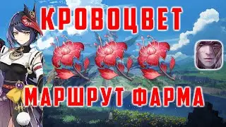 КРОВОЦВЕТ. МАРШРУТ ФАРМА. ПРОКАЧКА САРЫ [Genshin Impact]