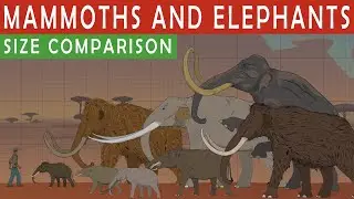 MAMMOTHS AND ELEPHANTS SIZE COMPARiSON | Living and Extinct