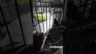 Daxshat Gapiradigon to'ti Andijonda .... speak parrot