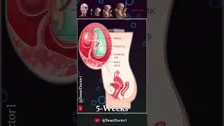 Pregnancy Development | Anatomy 💞