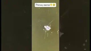 Сомик решил перекусить! 🎣 #рыбалка #сом #catfish #fishmanual