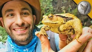 GIGANTIC Toad Found in Japan!