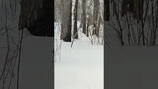 косуля