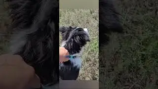 Kisses of Angel Jessy    Kisses of Angel border collies #bordercollie #dogtraining  #puppy #dogtr