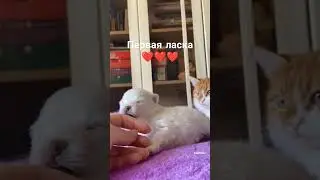 Шпицы ласковые собаки ❤️❤️❤️ #собака, #шпиц #животные