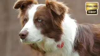 Dogs, Pup's and Adorable Puppies (part 2)