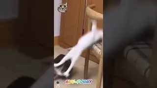 Funny cats playing time