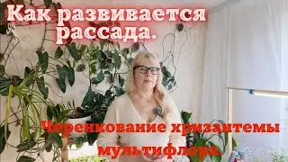 Как развивается рассада. Черенкование хризантемы мультифлора.