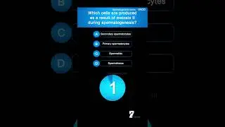 Which cells are produced as a result of meiosis II during spermatogenesis