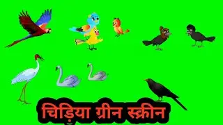 chidiya green screen | tuni chidiya green screen | green screen video | no copyright |