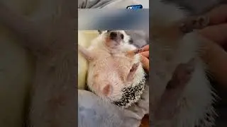 Ёж воровал еду собаки и хозяйка поймала ежа и приютила