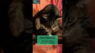 GRE Vocab of the Day | Fastidious | Advanced English Vocabulary #greprep  #pets #cat #grevocab