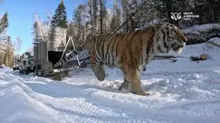 Выпуск тигра в дикую природу. Приморский край, март 2023 года