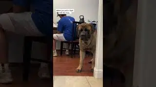 My GIANT dog picks a fight with the Mop