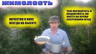 Чем подкормить и как обработать жимолость во время созревания,чтобы получить хорошую ягоду и урожай