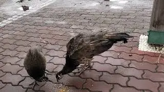 Peacocks at Sentosa Island 