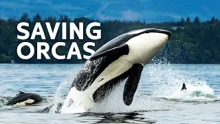 Saving Critically Endangered Killer Whales