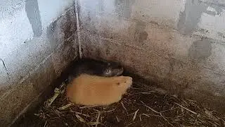 Нутрия и проблемы ( пополнение!!!)