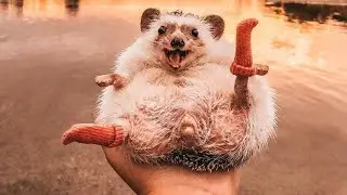 Ну очень смешные животные 😂😂😂