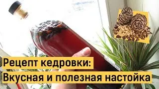 Кедровка: делаем вкусную и полезную настойку быстро!