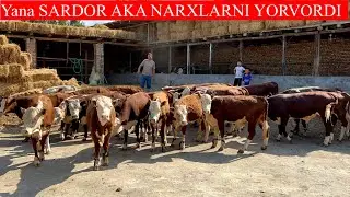 Sardor aka Nasili BUQALARNI NARXLARNI KESKIN TUSHURVORDI,Shoshling bunaqa narxlarni boshqa joyda YOQ