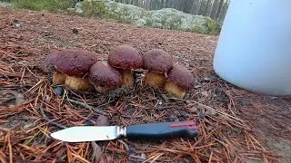 СПАСАЮ ГРИБЫ ОТ ЗАМОРОЗКА, ВЫВОЖУ МЕТАЛЛ-ЗИМА БЛИЗКО!  #тайга #сборгрибов #тихаяохота #промысел