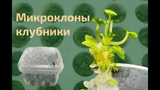 Высаживаю микроклонов из инвитро на вату. Клубника из семян начала расти!