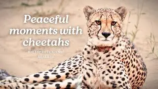 Peaceful Cheetah moments from Rietspruit Game Reserve